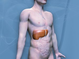 Imagem ilustra um corpo humano em 3D destacando o fígado em vermelho